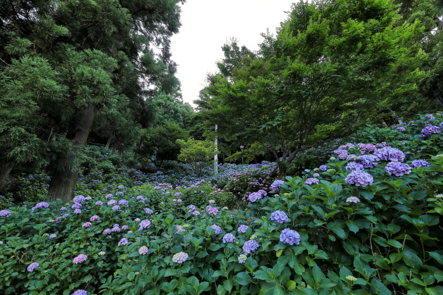 秋葉公園の紫陽花 やきつべふぉと