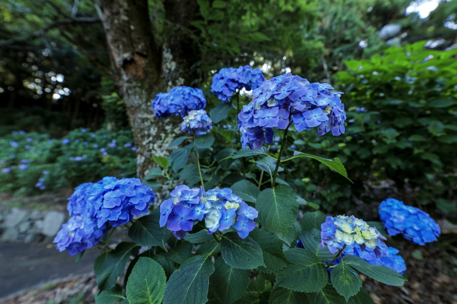 秋葉公園の紫陽花 やきつべふぉと