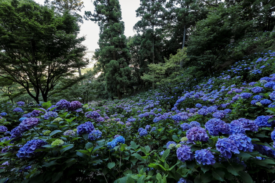 秋葉公園の紫陽花 やきつべふぉと