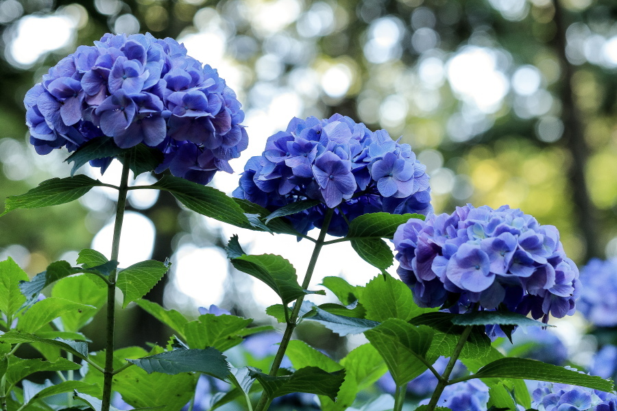 秋葉公園の紫陽花 やきつべふぉと 秋葉公園の紫陽花 やきつべふぉと