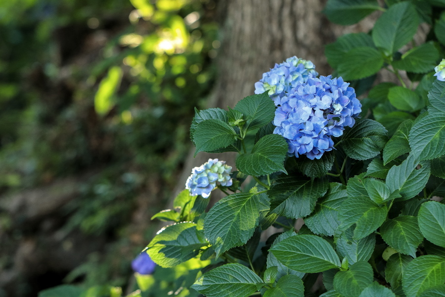 秋葉公園の紫陽花 やきつべふぉと 秋葉公園の紫陽花 やきつべふぉと