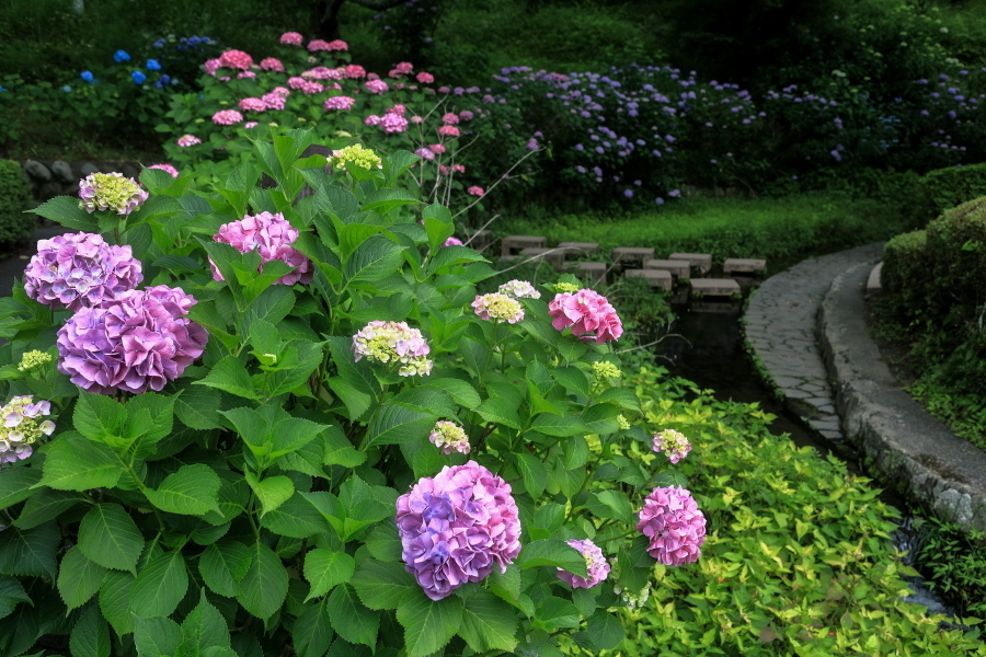 蓮池で雨中散歩_d0377637_21575182.jpg