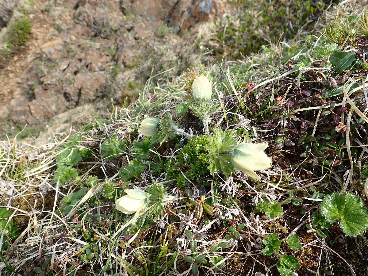山野草　超希少　エゾツクモグサ　A 山野草 エゾツクモグサ 芦別岳 超希少 5号鉢植え