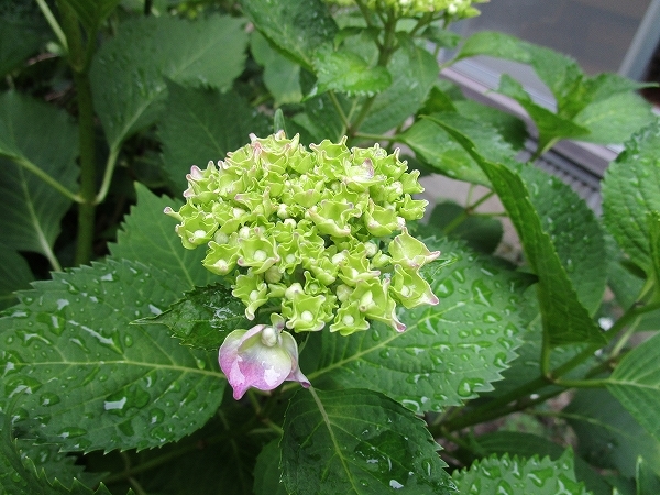 c0327752_10363450.jpg