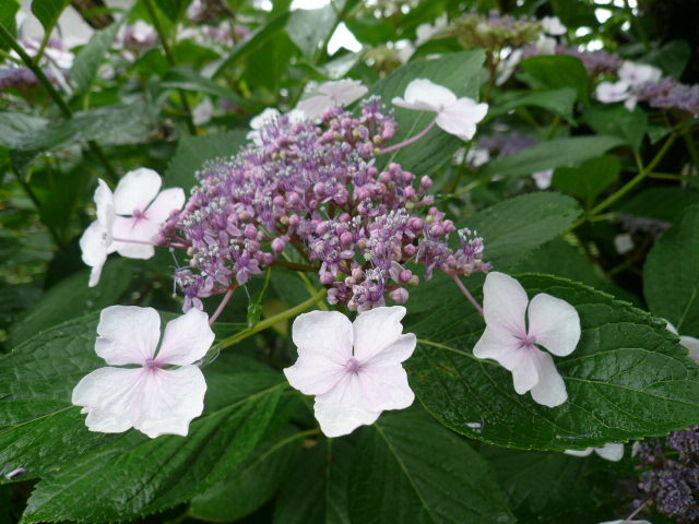 c0043055_15320573.jpg