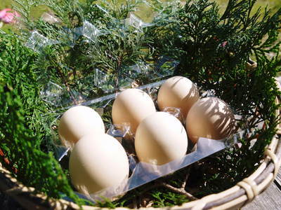 『烏骨鶏のタマゴ』数量限定で再出荷いたします！熊本県菊池水源で育った朝採りの新鮮タマゴです！_a0254656_17031425.jpg