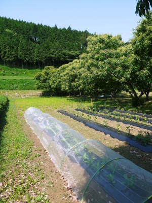 『烏骨鶏のタマゴ』数量限定で再出荷いたします！熊本県菊池水源で育った朝採りの新鮮タマゴです！_a0254656_17335645.jpg