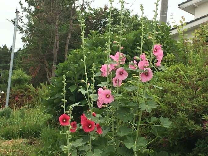 e0082956_06125860.jpeg