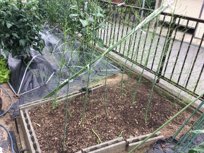 e0082956_06131617.jpeg