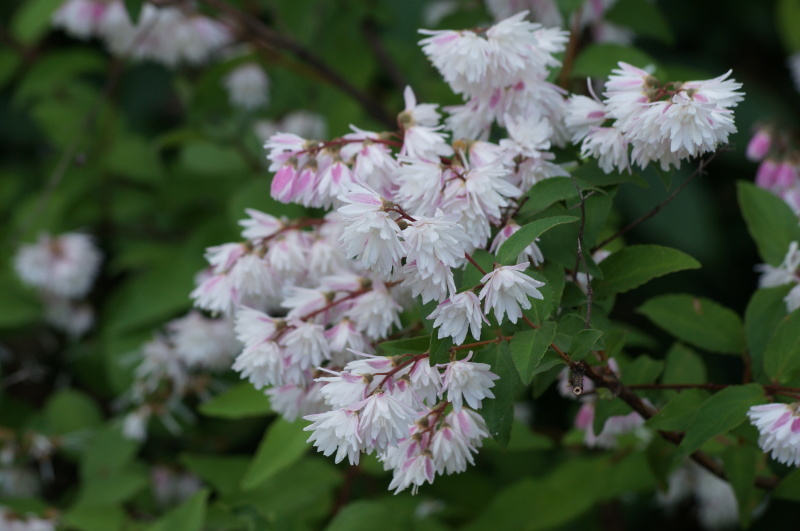 城北公園花菖蒲園に咲く更紗空木（サラサウツギ）_b0063958_15230396.jpg