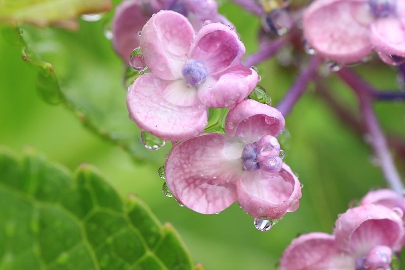 雨の日の紫陽花#3♪_a0167759_22113347.jpg