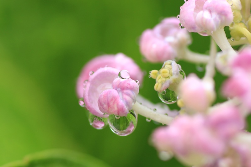 雨の日の紫陽花#3♪_a0167759_22143362.jpg