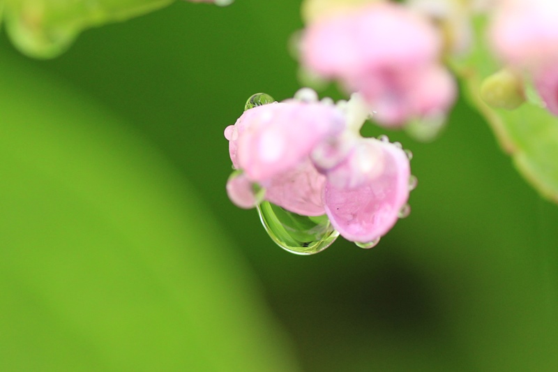 雨の日の紫陽花#3♪_a0167759_22144838.jpg