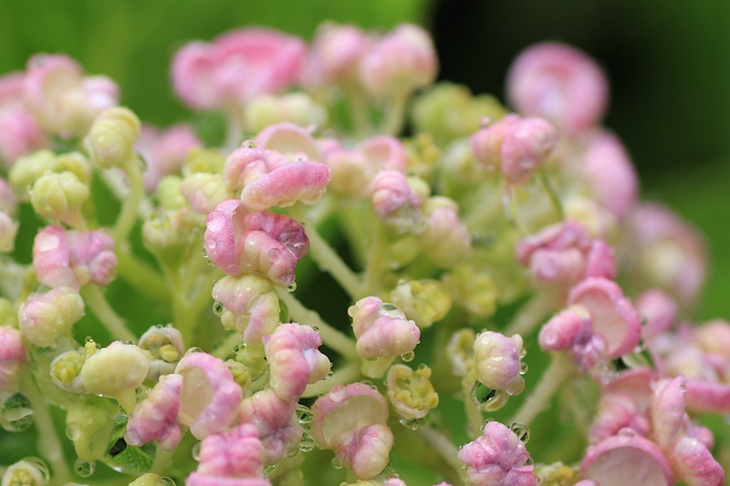 雨の日の紫陽花#4♪_a0167759_22262268.jpg