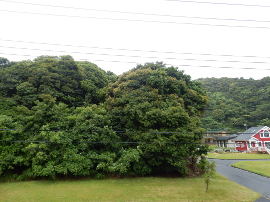 ’18,6,11(月)今日も雨!_f0060461_08063393.jpg