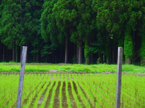 梅雨時・・旬物_f0327061_13591644.jpg