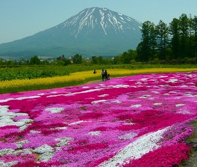 「ニセコ芝桜」_e0122168_11591215.jpg