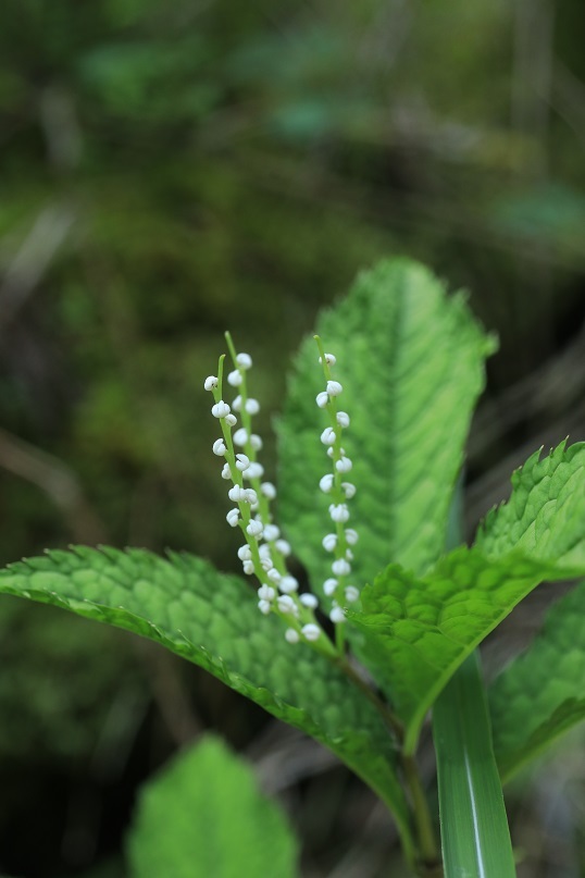 e0304170_22154165.jpg