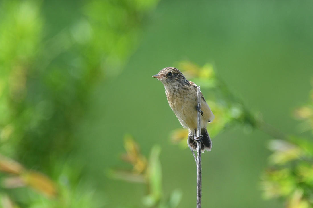 ノビタキ幼鳥_f0053272_22172080.jpg