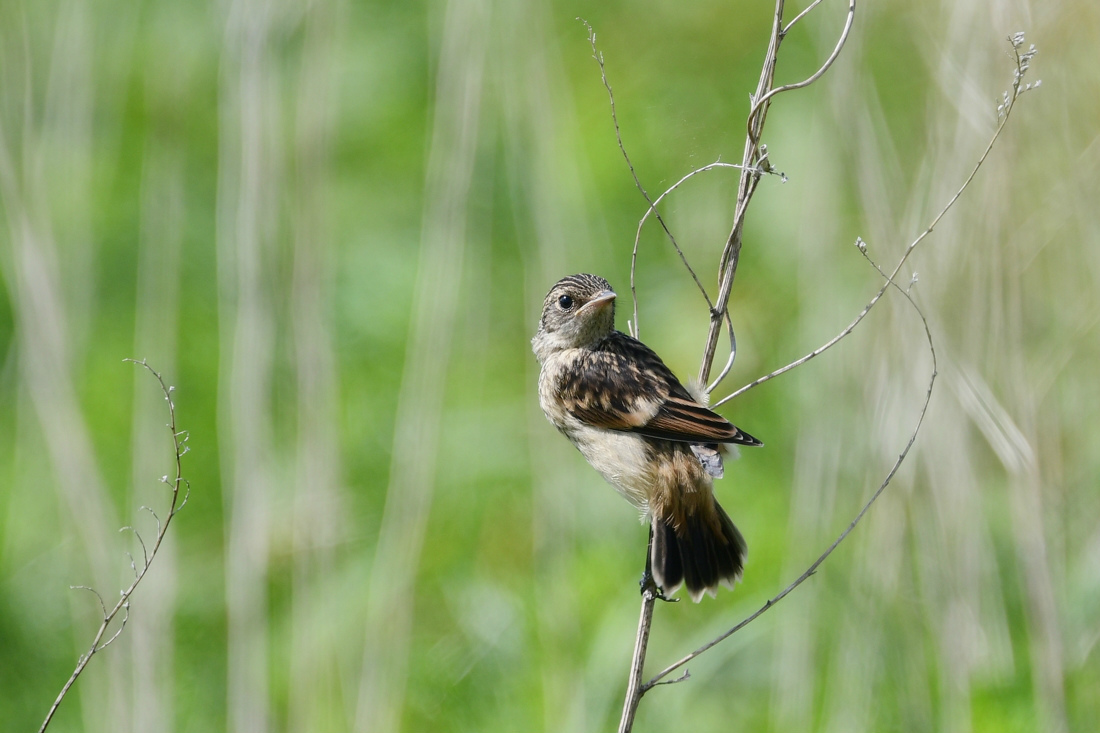 ノビタキ幼鳥_f0053272_22204993.jpg