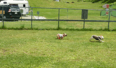 b0056476_12261135.gif