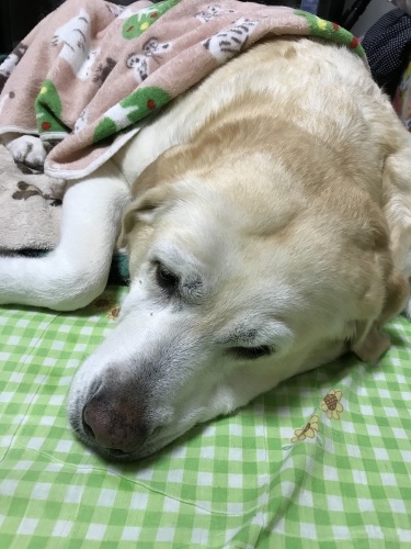 f0315081_18435965.jpeg