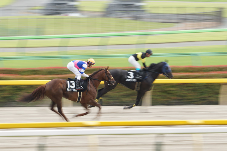 東京競馬場_e0156083_06534580.jpg