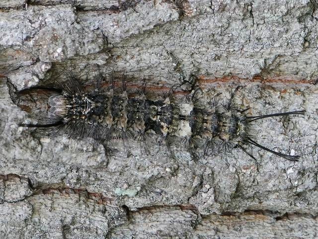 昆虫 幼虫 蛹 卵 蛾の幼虫 ドクガ科 山野の虫と生物 昆虫 幼虫 蛹 卵 蛾の幼虫 ドクガ科 山野の虫と生物