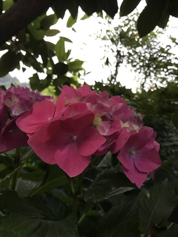 真っ赤な紫陽花 年々青みがかって 編 ドライフラワーギャラリー ふくことカフェ