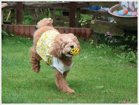 b0175688_09031331.gif