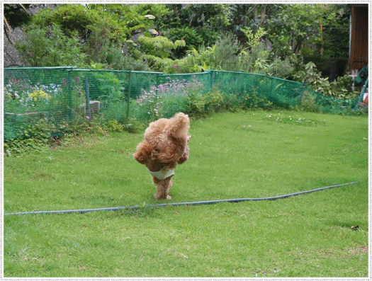b0175688_13490431.gif