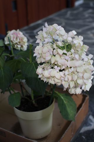 c0090198_18071501.jpg