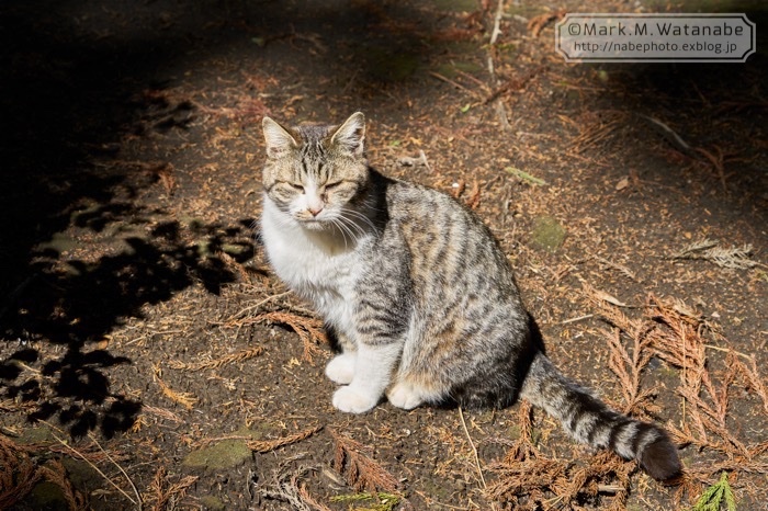 猫神社のキジトラ白ネコ_e0135098_00413362.jpg