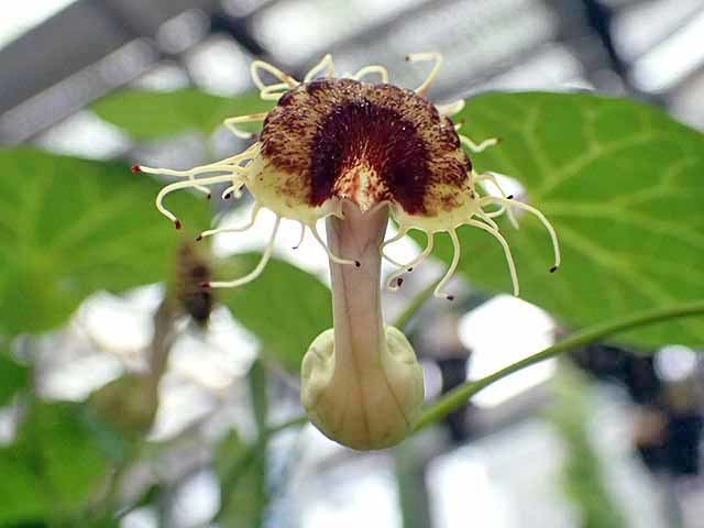 珍花のアリストロキア・フィンブリアタ（Aristolochia fimbriata ）_e0363198_18191200.jpg