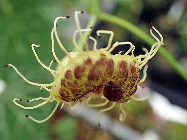 珍花のアリストロキア・フィンブリアタ（Aristolochia fimbriata ）_e0363198_18191209.jpg