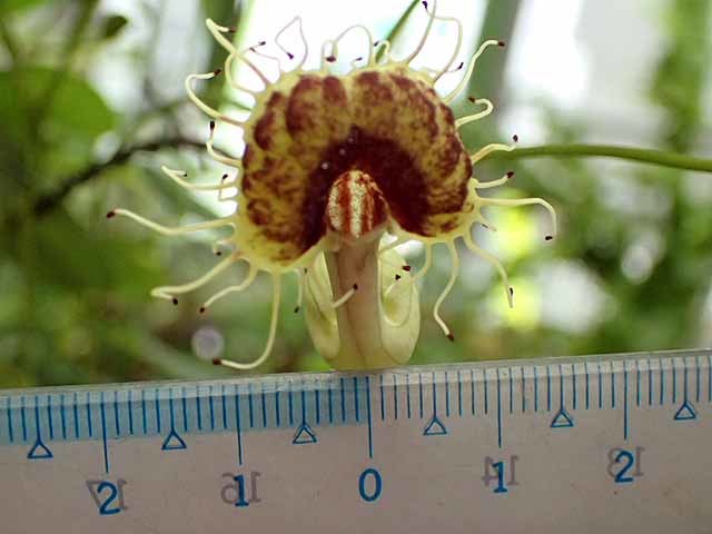 珍花のアリストロキア・フィンブリアタ（Aristolochia fimbriata ）_e0363198_18191221.jpg