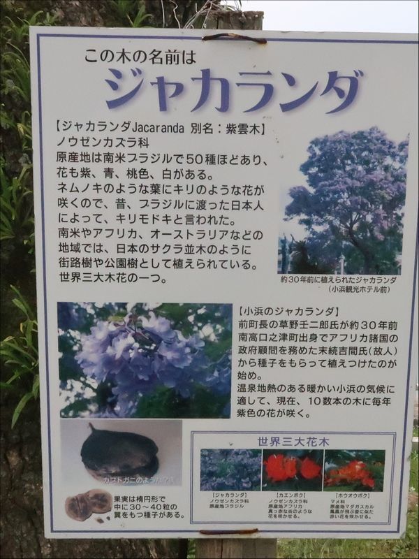 ジャカランダ祭り おじさん日記 ジャカランダ祭り おじさん日記