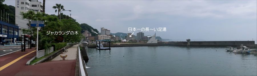 ジャカランダ祭り おじさん日記 ジャカランダ祭り おじさん日記