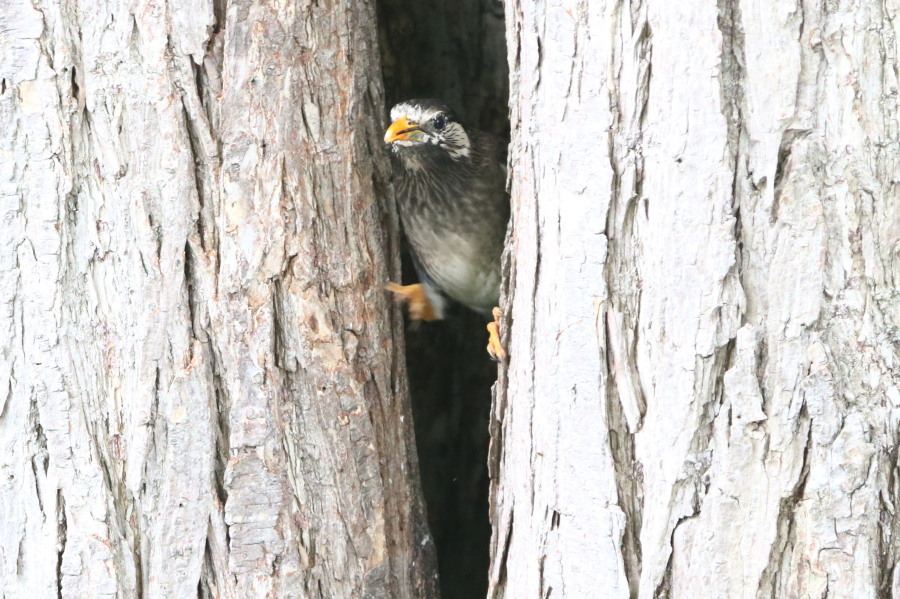 ムクドリ 子育て中 ほか 今日の鳥さん