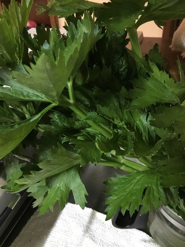 b0220002_23113066.jpeg