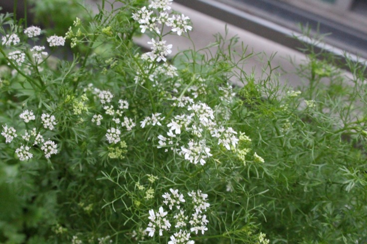コリアンダーの花 日々の暮らし