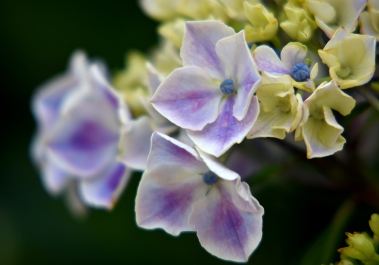 続・三景園の紫陽花_f0361605_21191919.jpg