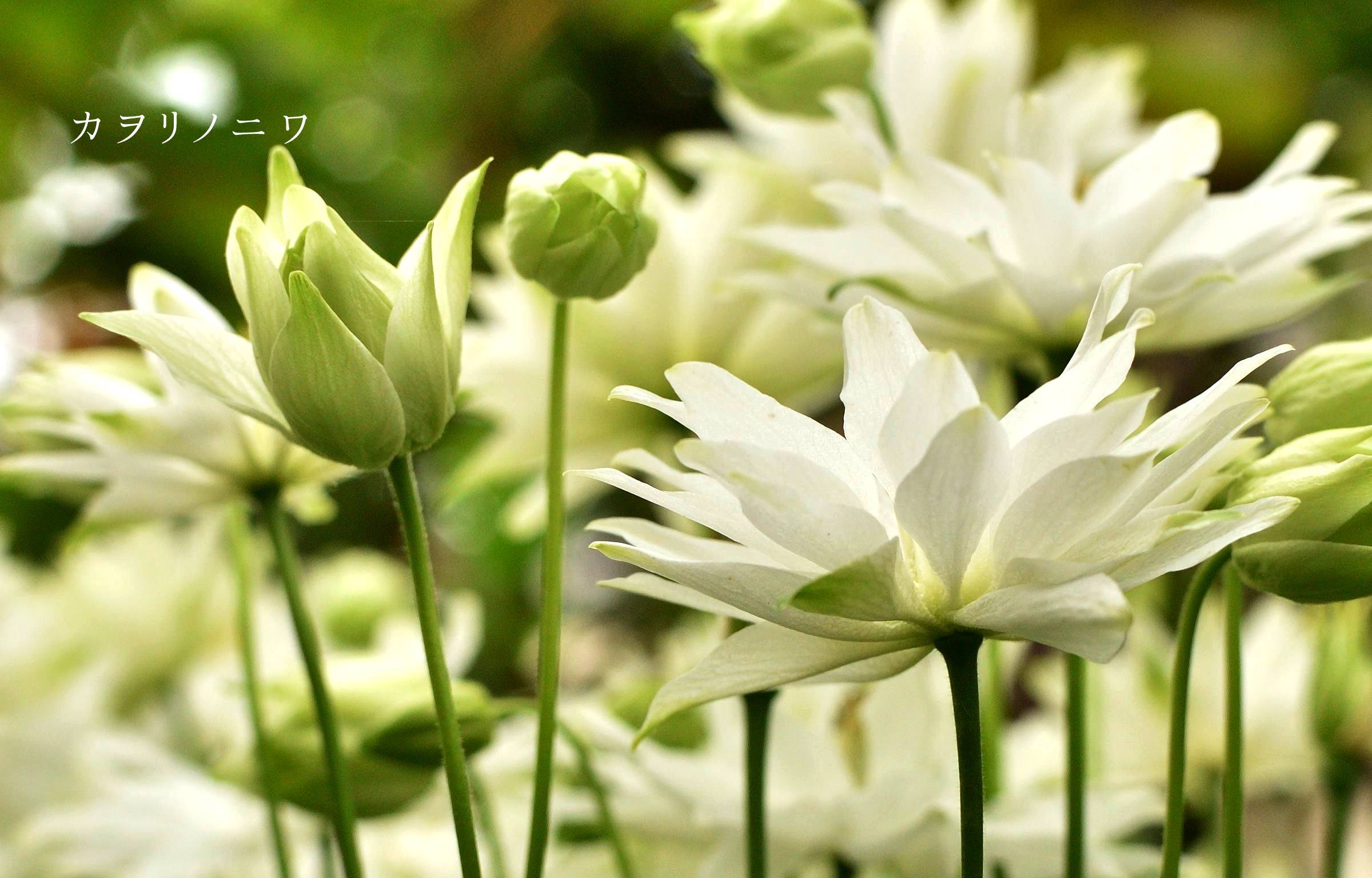 清く咲く　上向きに咲くアキレギア　クレメンタインシリーズ ホワイト_d0380314_19322995.jpg