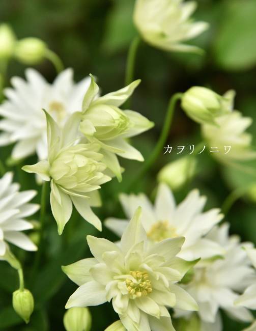 清く咲く　上向きに咲くアキレギア　クレメンタインシリーズ ホワイト_d0380314_19325311.jpg