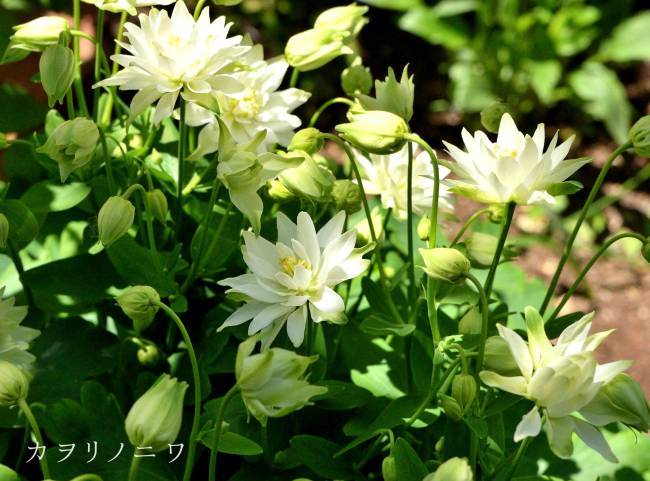 d0380314_19340038.jpg