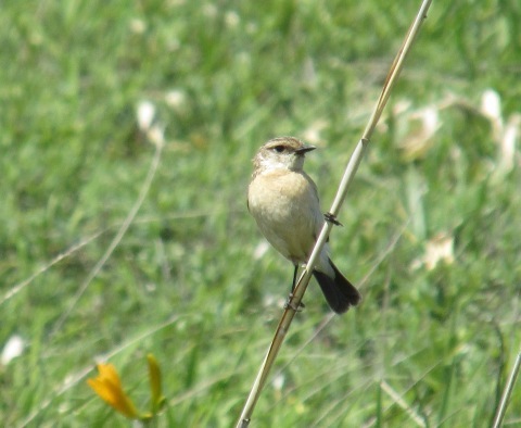 この鳥は何 羽幌遊歩のおまけ