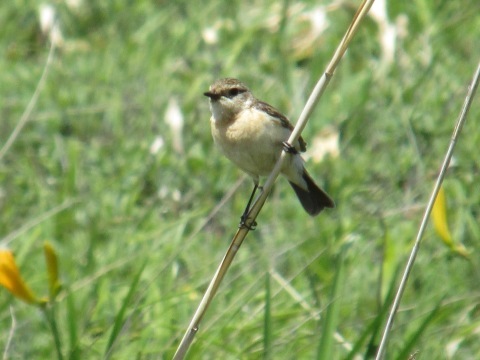 この鳥は何 羽幌遊歩のおまけ