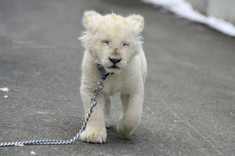 2018.2.18 東北サファリパーク☆ホワイトライオンのひふみたん岩手出張<その5>【White lion baby】_f0250322_20165719.jpg