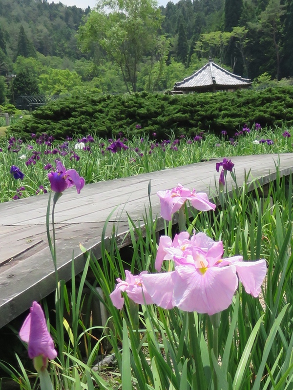 永沢寺の「花しょうぶ園」・・・_d0352628_1117665.jpg