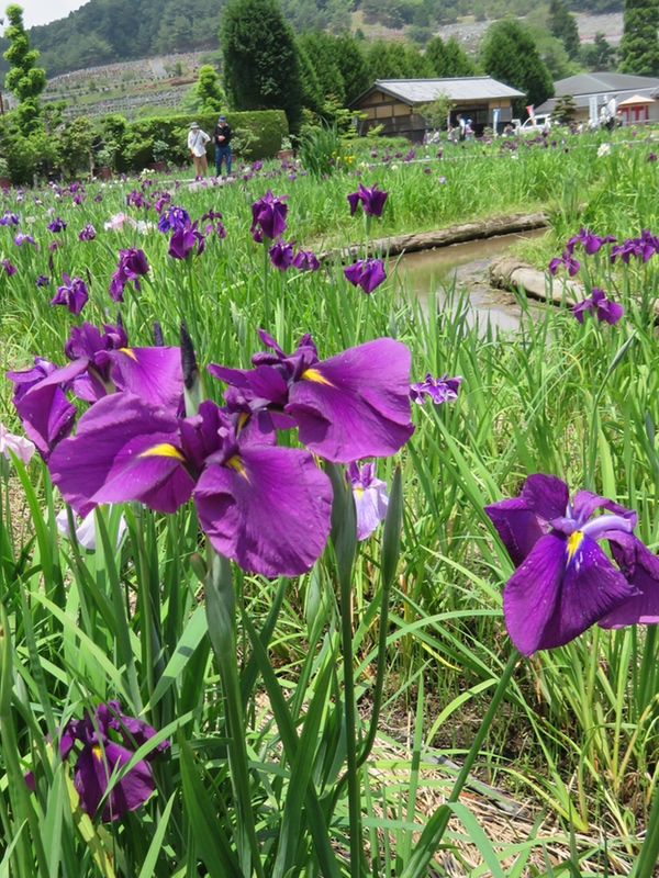 永沢寺の「花しょうぶ園」・・・_d0352628_11184866.jpg